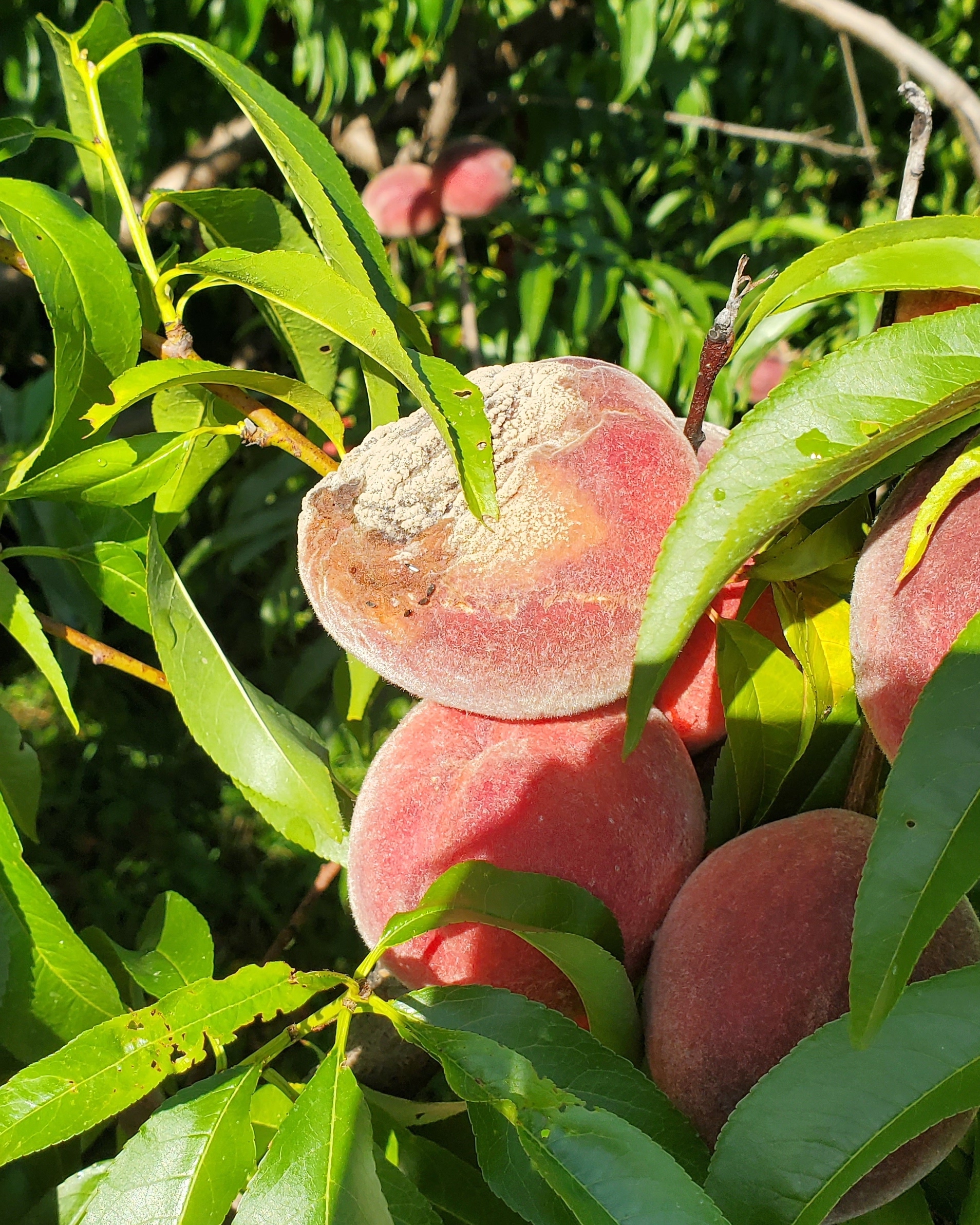Brown rot on peaches.
